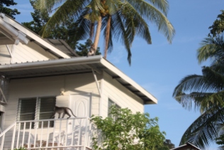 Surveillance de notre bungalow, Koh Phi Phi