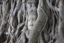 Buddha head in the roots of a Bodhi tree, Wat Phra Mahthat